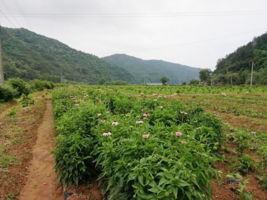 16149145897243920NYK.jpg fileUpload (1).jpg